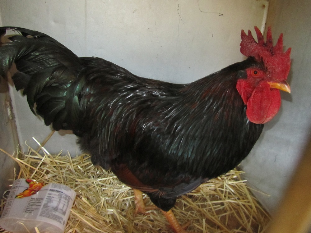 Loxton Show First Prize Barnevelder Class 43